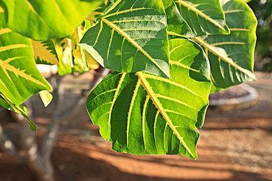 《幽灵线：东京》“蜘蛛丝”更新将添加肉鸽模式和剧情扩展